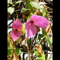 Pyrostegia Venusta (fam Bignoniacees) (Bresil, Uruguay) (01)